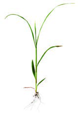 (a) Grass